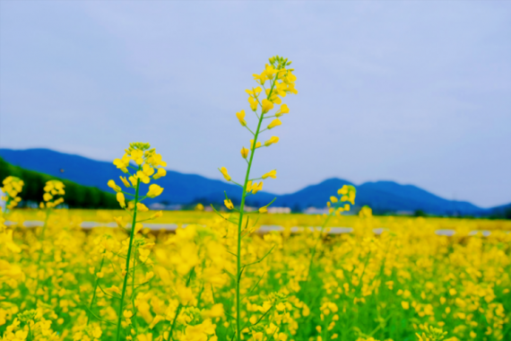 康輝旅游網(wǎng)<油菜花節(jié)>增城朱村街橫塱村油菜花天地 水鄉(xiāng)瓜嶺古村 純玩1天