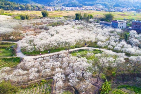 康輝旅游網(wǎng)<瀟灑行>廣州往返 打卡“廣東林芝”從化桂峰村新豐江源溫泉度假山莊純玩2天