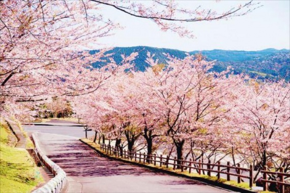 康辉旅游网<赏花之旅>广州往返从化天适樱花悠乐园+溪头村纯玩1日跟团游