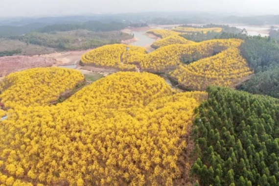 康辉旅游网广州往返季节限定&赏肇庆高要百亩黄花风铃木花海 紫荆西堤文创街区 宋城墙纯玩2天