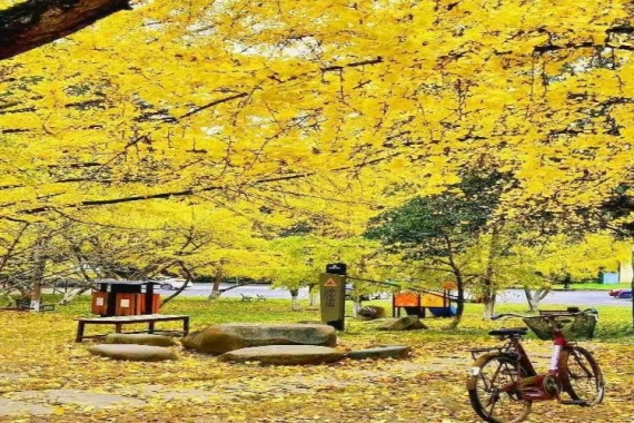 康辉旅游网【金秋粤北·秋天童话】广州往返英德广德园+韶关秋天童话~南雄帽子峰银杏林行摄3天