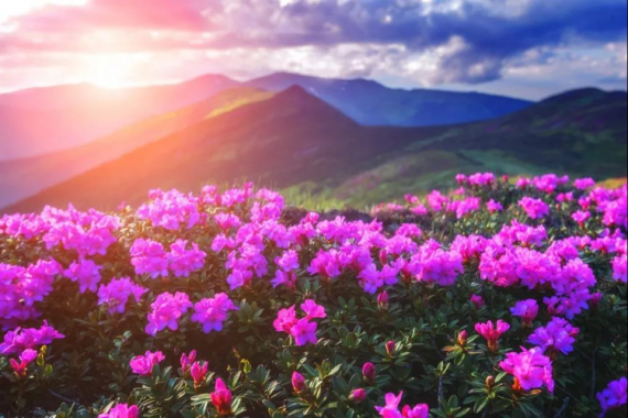 康辉旅游网<经典>3月C2广州出发贵州花花世界ZS百里杜鹃+平坝樱花+织金洞双动5天