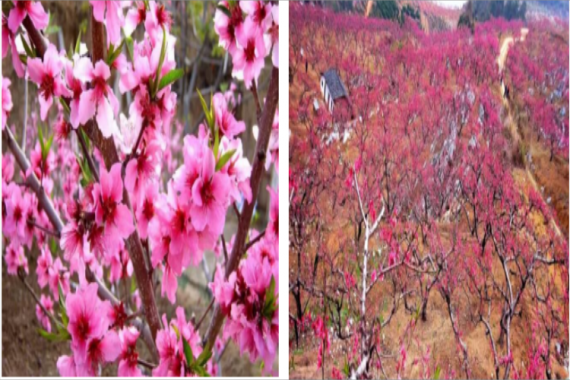 康辉旅游网<潇洒行>广州往返 翁源三生三世李洞水墨桃花谷 东华禅寺绚烂樱花纯玩3天