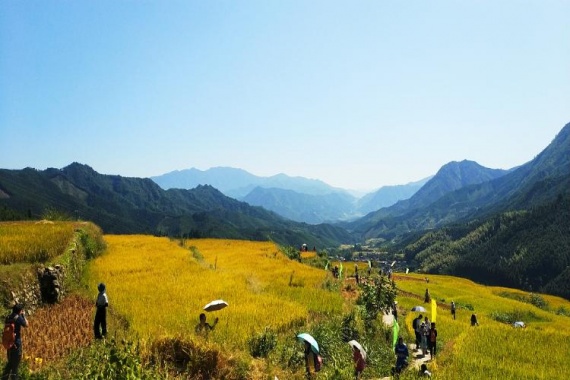 康辉旅游网【醉美金秋】广州往返清远英西峰林晓镇粉乱子草、连山欧家梯田纯玩3天