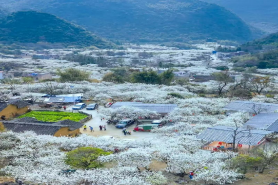 康辉旅游网【锦“李”相伴】广州往返清远阳山水浪花谷，赏千亩李花纯玩1天