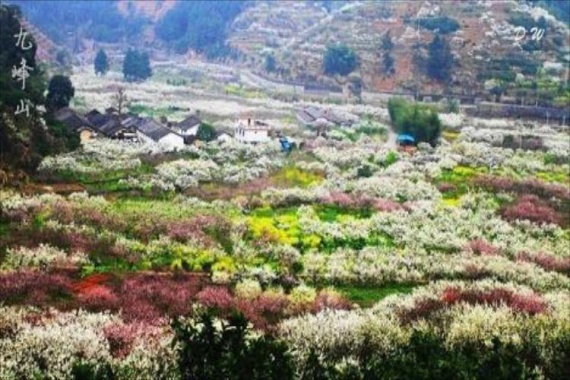 康辉旅游网<春节>广州往返韶关乐昌九峰桃花节 ，升级入住1晚丽宫温泉酒店纯玩3天