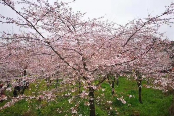 康辉旅游网<经典>QG广州出发贵州樱你黔来叹安纳见塔拉平坝樱花花江峡谷大桥双动4天