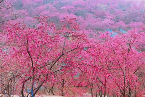 康辉旅游网<潇洒行>广州往返除夕新丰过大年，入住新丰温德姆+打卡新丰樱花裕东华寺纯玩2天