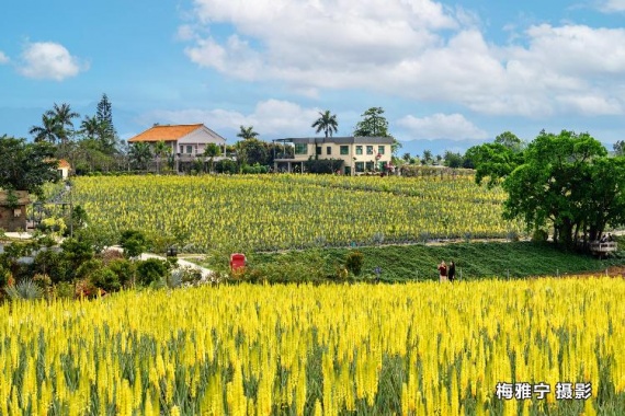 康辉旅游网<惠.休闲>广州往返台山芦荟花海·台城历史文化街区·泽汇泡温泉纯玩2天 食足4餐